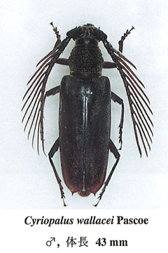 Cyriopalus wallacei