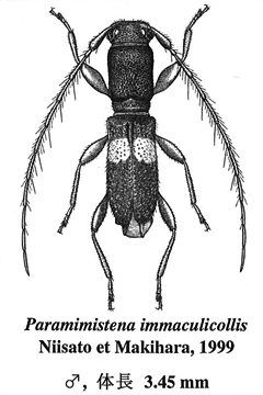 Paramimistena immaculicollis