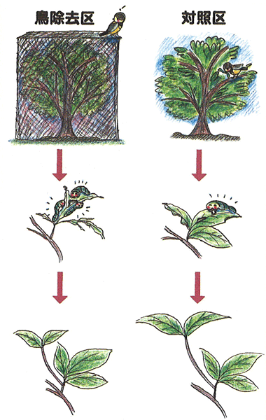 p31 fig1