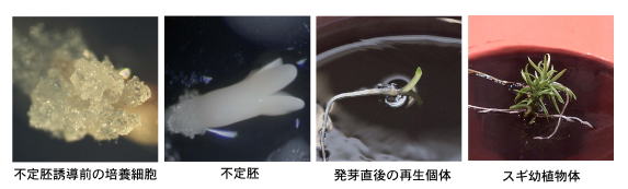 p18 fig3