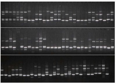 p19 fig1