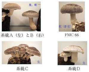 p19 fig3