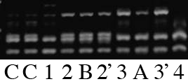 p19 fig2