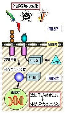 p25 fig1