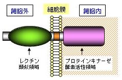 p25 fig2