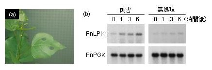 p25 fig4