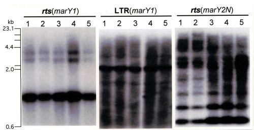 p26 fig3