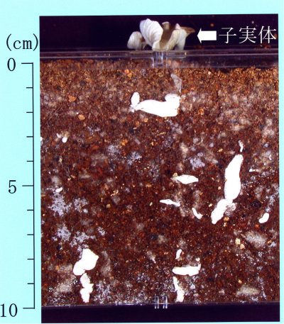 p27 fig4