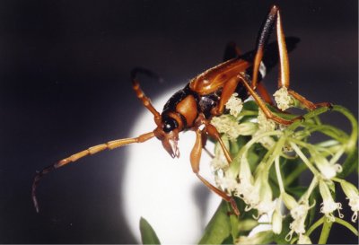 p29 photo4