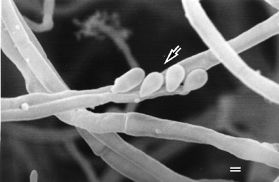 p7 fig2