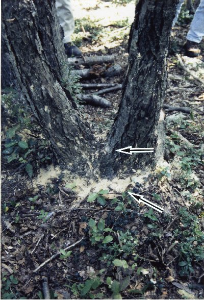 p7 fig3