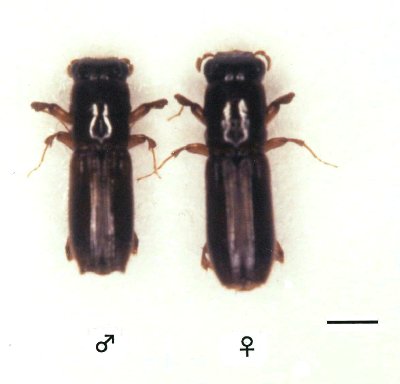 p7 fig4