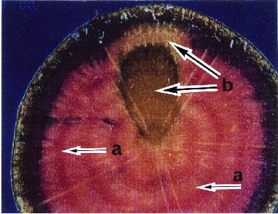 p7 fig5