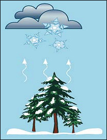 図：雪の樹冠遮断