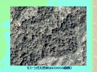モミ・ツガ天然林の衛星画像