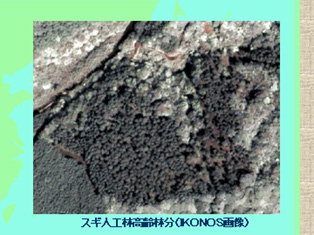 スギ人工林の衛星画像