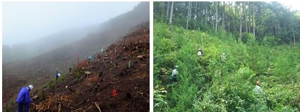 左：人工林伐採後間もない、植生が未発達の再造林地におけるヒノキの生育調査。右：雑草木が発達したスギ幼齢造林地での生育調査。
