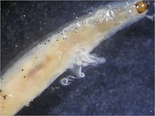 写真2-2：天敵線虫により死亡した幼虫
