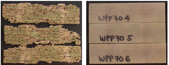 写真6:夏期3ヶ月暴露で虫害等により大きく質量が減少したスギ材。15ヶ月暴露でも虫害の影響は観察されなかった木粉率70％の混練型WPC。