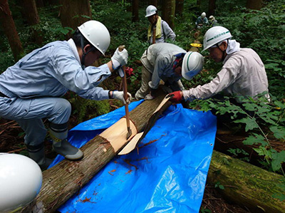 写真1：森林の放射能汚染調査における樹皮と材の試料を採取している様子