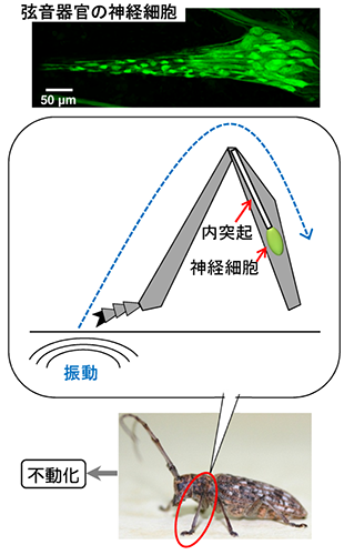 図：ツノマダラカミキリの不動化