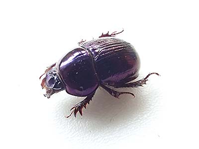 写真2：センチコガネ
