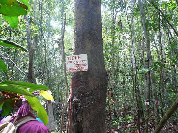 写真：地上部バイオマスの継続調査を実施している調査プロット