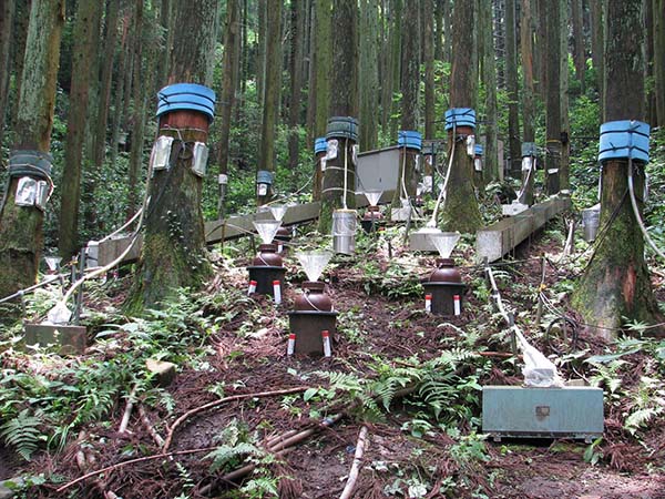 写真：筑波共同試験地のスギ壮齢林における遮断の計測。