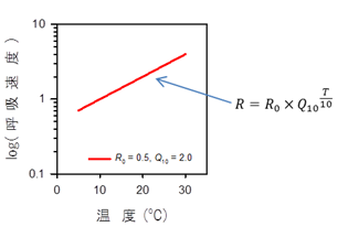 図1：葉の呼吸速度の温度反応曲線における垂直変化と季節変化の模式図