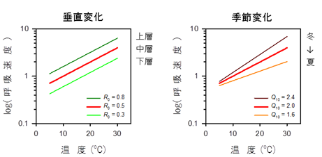 図2：葉の呼吸速度の温度反応曲線における垂直変化と季節変化の模式図