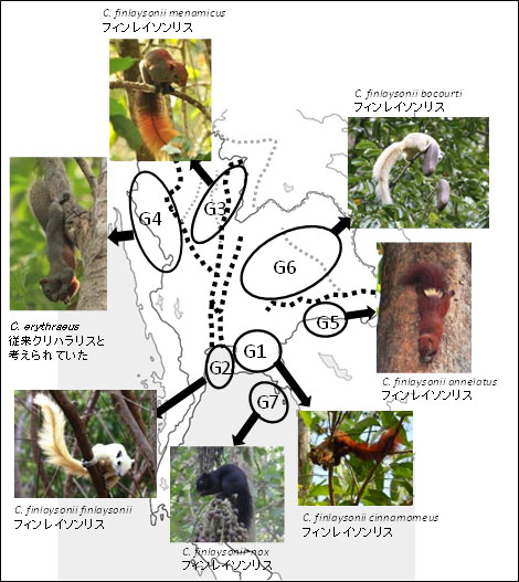 図：タイに生息するフィンレンソンリスの毛色多型と遺伝的グループ