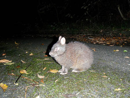 写真1：アマミノクロウサギ