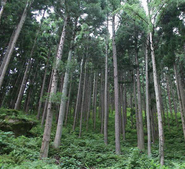 写真：調査したスギ人工林の1つ