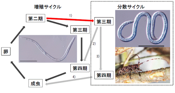 図：マツノザイセンチュウの生活史