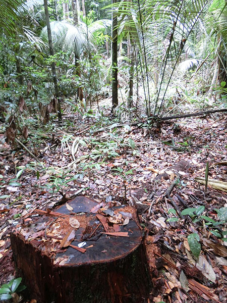 写真：アマゾン中央部の森林に残された切株と伐採により明るくなった林床