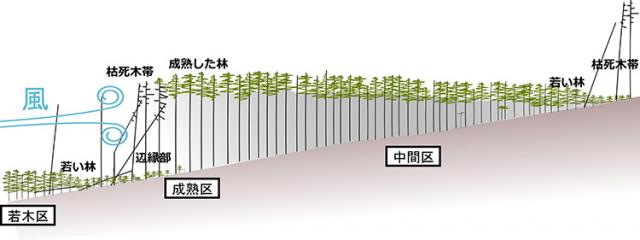 図1. 縞枯れ林の模式図と調査区の位置