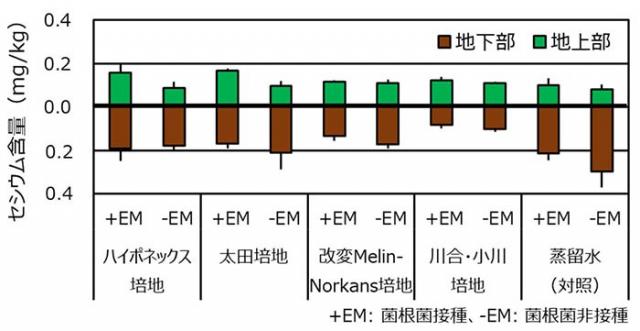 図1：アカマツ実生苗のセシウム含量