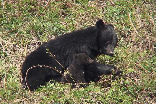 写真：ツキノワグマの親子