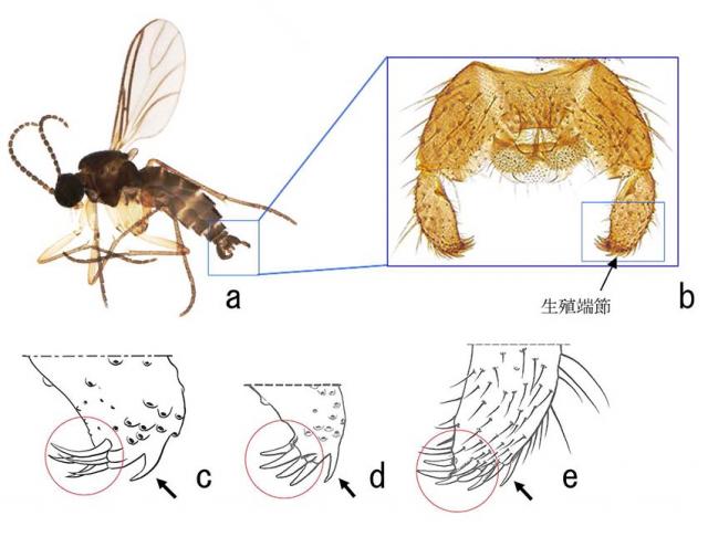 図：チバの♂成虫と♂交尾器、シイタケとネギネの♂交尾器生殖端節先端の形状