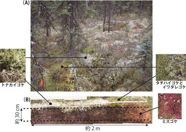 図：有機物層の断面の様子