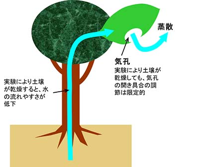 図2：実験結果の概念図