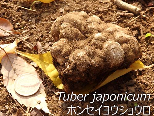 国立研究開発法人 森林研究・整備機構 森林総合研究所／日本の白
