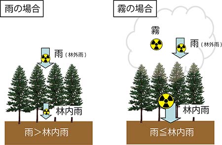 図1：雨と霧の場合における雨と林内雨の放射性セシウム濃度の関係