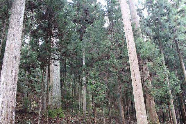 写真1：高齢複層林の林内の様子
