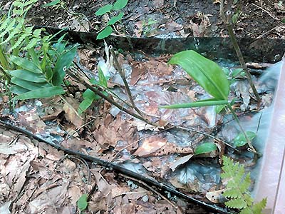 写真1：落葉広葉樹林での濁水ろ過実験の様子