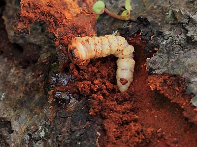 写真2：クビアカツヤカミキリ幼虫