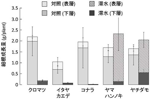 図1：2ヶ月半の滞水処理期間中に成長した細根の量