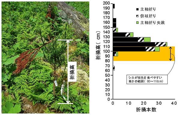 図1 主軸折りの様子と折損高の本数分布