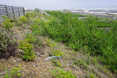 写真 海側法面の広葉樹とクロマツ