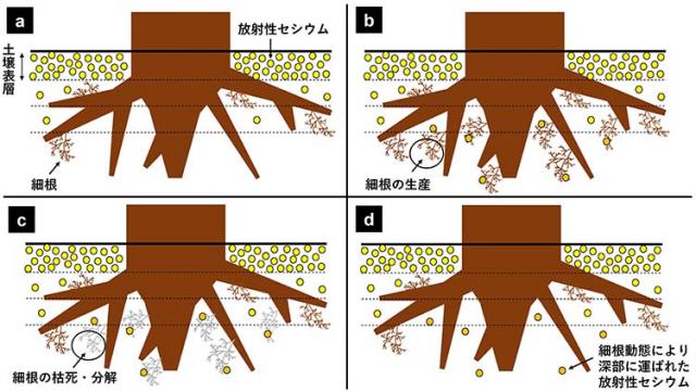 図：森林土壌中での放射性セシウムの長期的な下方移動に関する着想